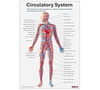 SHINERING Sistema Circolatorio, Anatomia Umana, Serie Scientifica, Poster, Stampa Su Tela, Quadri Da Parete, Decorazioni Murali 21X30Cm Senza Telaio