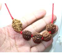 Shiva Shakti Rudraksha 2 3 4 5 6 Mukhi Perline Mala Collana - Guru