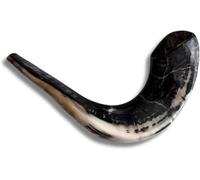 Shofar autentico e kosher in corno d'ariete lucido di Israele (40,6-45,7 cm)