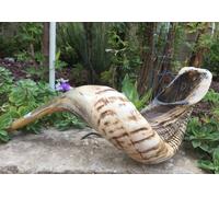 Shofar in corno di ariete naturale con parte superiore curva e creste spedito...