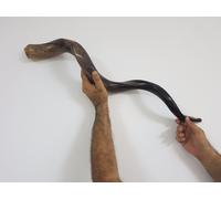 Shofar Kudu Horn Yemenite 45' nuovo Kosher da Gerusalemme Israele RARO format...