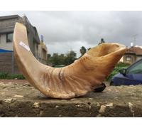 Shofar Ram Horn che soffia JEWISH SHOFAR preghiera della sinagoga 16"-18"