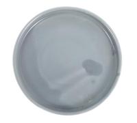 SHOWERORO Vassoio in Ceramica Rotondo per Piante, Base Stabile e Resistente alle Alte Temperature, Accessorio Elegante per Giardinaggio Indoor e Outdoor, Diametro 11,5cm