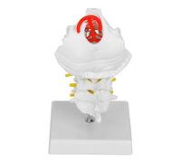 SHUAIGUO Arteria Cervicale a Grandezza Naturale Modello Anatomico dei Nervi Spinali, Materiale in PVC, Osso Occipitale e 7 Vertebre, Dettagliata Ed Educativa per il Laboratorio Scientifico,