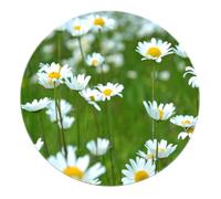 SHUODAOCO Tappeti circolari da cucina morbidi dal design fresco 90cm - Tappetino rotondo con stampa a margherita bianca portatile antiscivolo per divano foyer da soggiorno da balcone