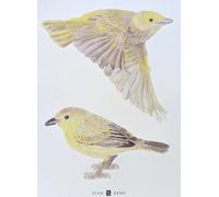 Sian Zeng Adesivo murale - Yellow