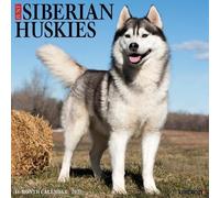 Siberian Huskies 2027 Wall