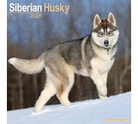 Siberian Husky 2026 Calendar | Square Wall Calendar | Dog Breed Gift | Plastic Free Packaging | by Avonside Publishing