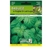 Sicignano | Semi Basilico a Foglia di Lattuga, Pianta Rigogliosa Aromatica Profumata, Ottimo per Conservazione o Essiccazione, Busta Extra - 1 Confezione da 3.5g, Raccolto da Maggio a Ottobre