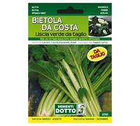 Sicignano | Semi Bietola da Costa Liscia Verde da Taglio - Pianta Precoce, Foglie Verdi con Costa Chiara, Busta Extra - 1 Confezione da 13g, Semina Marzo-Agosto, Raccolta Maggio-Dicembre