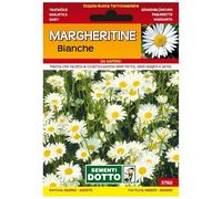 Sicignano | Semi Margheritine Bianche, Pianta Erbacea Perenne da Giardino, Busta Extra - 1 Confezione da 0.21g, Fiori per Prati, Fioritura da Marzo a Maggio