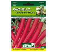 Sicignano Semi Ravanello Candela di Fuoco - Pianta Crucifera Medio-Precoce, Radice Rossa 15cm, Busta Extra - 1 Confezione da 10g, Semina Marzo-Novembre, Raccolta Marzo-Dicembre