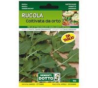 Sicignano | Semi Rucola Coltivata da Orto, Taglia Media, Busta Extra - 1 Confezione da 17g, Germinazione Facile, Raccolto Continuo da Aprile a Dicembre