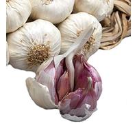 Sicilia Bedda - Aglio Rosso di Nubia da Semina - 1 Kg di Aglio Rosso Pregiato - IDEALE per la Semina e per il Consumo alimentare