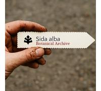 Sida alba SEEDS - - SEMI Sida bianca | Canapa del Queensland