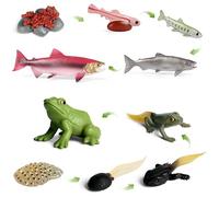 SIENON Set di 10 personaggi del ciclo di vita degli animali di rana e salmone, pesce in plastica, per la crescita degli animali, per bambini