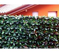 Siepe Finta Artificiale Foglia Photinia Sintetica - 4 moduli cm 100X100 = 4 m2
