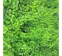 Siepe finta artificiale per Giardino Balcone Recinzione 50x100 cm Decorativa