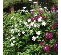 Siepe sempreverde con piante rampicanti - Clematis ed edera per una siepe di 4 metri con schermatura totale per la privacy | 35 Piante Rampicanti