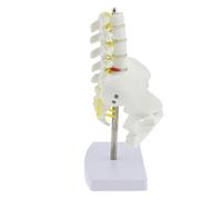 Siepificius Mini bacino umano con 5 vertebre lombari modello anatomico scheletro, bianco, lifesize, come descrizione