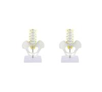 Siepificius Mini bacino umano con 5 vertebre lombari modello anatomico scheletro, Set da 2 (bianco), lifesize, come descrizione