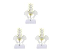 Siepificius Mini bacino umano con 5 vertebre lombari modello anatomico scheletro, Set da 3 (bianco), lifesize, come descrizione