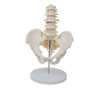 Siepificius Modello anatomico dello scheletro del bacino umano con le vertebre lombari staccabili, bianco, 28x25x15cm, come descrizione