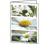 SIGEL DC171 Set di 25 biglietti di ringraziamento o auguri, motivo margherite, 2 ante, 10,5 x 14,8 cm, bianco/verde