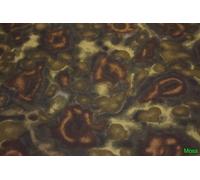 Sigma 500Mm F5.6 Af Dg Dn Protezione In Neoprene Camo Obiettivo Gamma Premium