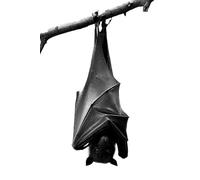 SIGNAL / BODY: GHOSTED CHIMERA: 1