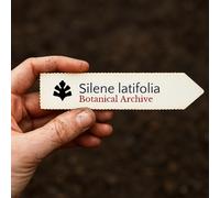 Silene latifolia SEEDS - - SEMI Fior di notte bianco | Campion bianco