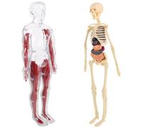 SILENRADAWN Modello Anatomico Trasparente per Tessuti Scheletrici e Organi Kit Educativo per Studio Casa e Scuola Modello Didattico Interattivo per Esplorazione