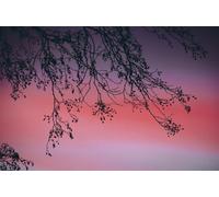 Silhouette branches - Puzzle da 8000 pezzi per adulti - Adatto al rilassamento, alla meditazione e al gioco educativo 14 anni+