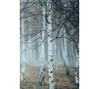 Silver Birch Dreams: A Nature-Inspired Notebook for Writing & Creativity: A Bright & Colorful 200-Page Lined Notebook for Notes, Doodles, Lists, ... Ideas, and More | 6” x 9” Glossy Softcover