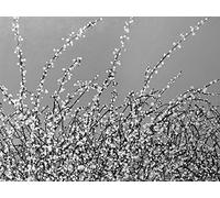 Simon Fairless Early Blossom-Tela 60 x 80 cm, Motivo: Impronte, Colore: Multicolore