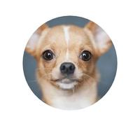 Simpatico e divertente cane chihuahua, magneti da frigorifero in acrilico, adesivi per lavagna bianca, per la decorazione di mobili e cucine.,Forma rotonda