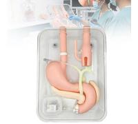 Simulatore di Gastroscopia e Chirurgia ERCP, Modello con Stomaco, Duodeno e Sistema Biliare, Fantoma Medico per Pratica di Cannulazione ed Endoscopia Gastroenterologica