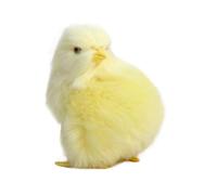 Simulazione Animale Doll - Plush, Toy Fattoria Morbido | Personaggio di Uccelli da Corral Gioco Realistico, Modello di uccelli per bambini, Housing Farm Bambole con h