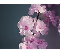 Simulazione di Fiori di Ciliegio Porta in Rattan Architrave Ghirlanda Striscia di Fiori per Matrimonio Strada Porta Ad Arco Porta del Frigorifero Domestico Tubo dell'Acqua Decorazione della