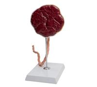 Simulazione Placenta umana ostetrica con modello cordone ombelicale per l ' insegnamento ' ostetricia e la formazione clinica Strumento didattico per la placenta