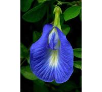 singolo blu | Pisello farfalla | 20_semi