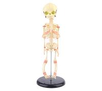 Singolo per la testa Baby Skull Modello di ricerca umana Scheletro Anatomico Anatom Modello di teschio umano per anatomia