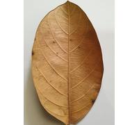 SIRIMAL Squisite foglie di ceylon di alta qualità (confezione da 25), ideali per usi culinari e decorativi, qualità selezionate direttamente dai tropici.