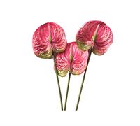 Sirxlevcy 3 Pezzi 22.8 Pollici Fiori Artificiali Anthurium per la Casa Bouquet Decorazione e Foglia Verde e Sposa Decorazione di Nozze (Rosa)