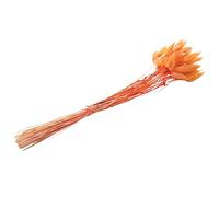 Sirxlevcy 60 Pezzi di Fiori Secchi Autunnali Code di Coniglio Fiori Secchi Lagurus Ovatus Coda di Coniglio Erba per Fiori Secchi (Arancione)