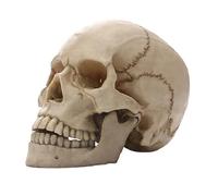 Sirxlevcy Statua del Cranio Umano Statua del Cranio Umano per Decorazione della Casa Figure in Resina Scultura di Decorazione per Halloween Modello di Studio di Insegnamento Medico