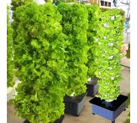 Sistema di Coltivazione idroponica, Torre idroponica per Giardino, Sistema di Coltivazione idroponica per Erbe aromatiche, Frutta e Verdura da Interno - 15 Livelli, 45 Aree di Coltivazione c