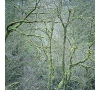 Six Organs Of Admitt - HOLY MOUNTAIN Dust And Chimes