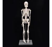 SIXRUN Modello di Scheletro Umano 85 Cm per Insegnamento Anatomico | Include supporto, struttura realistica, realizzata in plastica rinforzata con vetro, arti flessibili, adatta per