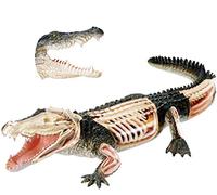 sjdoPulse Modello di Coccodrillo - Modello Anatomico Animale - Parti Staccabili da 26 Pezzi Modello di Organi Animali di Coccodrillo - per Ausili alla Formazione Medica Educativa,